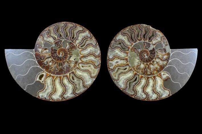Agate Replaced Ammonite Fossil - Madagascar #166946